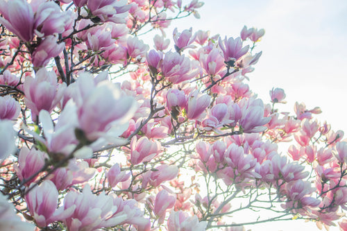粉红色的春天树花