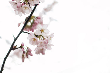 pink tree flower blossoms