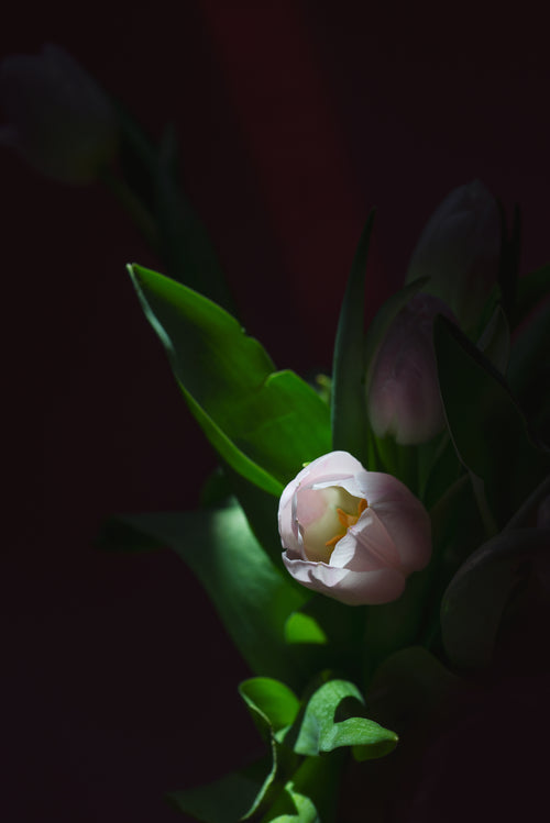 pink tulip and its green leaves against dark red background