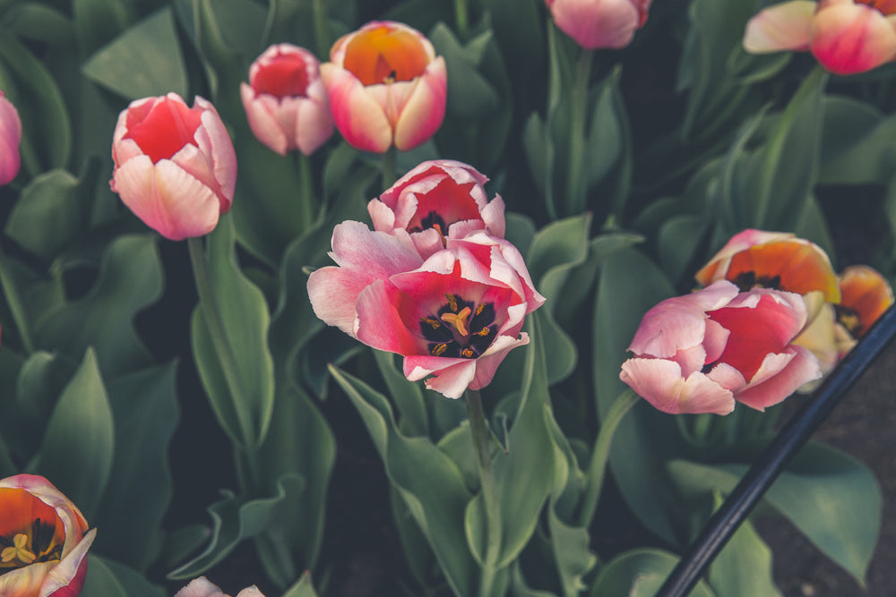 pink tulips bloom