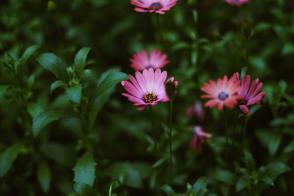 pink wildflowers