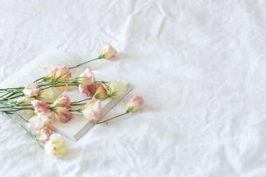 pink pedals & white sheets