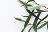 plant branch on a white background