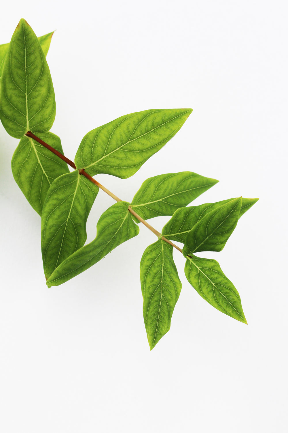 plant branch with green leaves