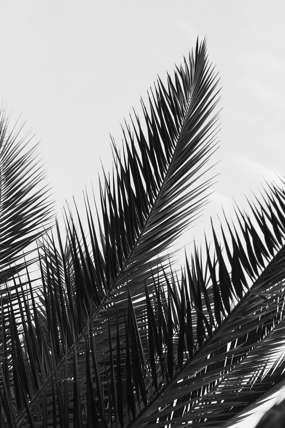 plant branches with long leaves