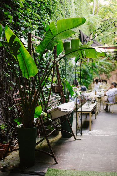 plant in patio of restaurant