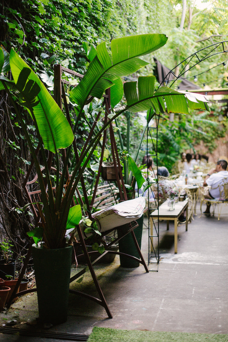 plant-in-patio-of-restaurant.jpg?width=7