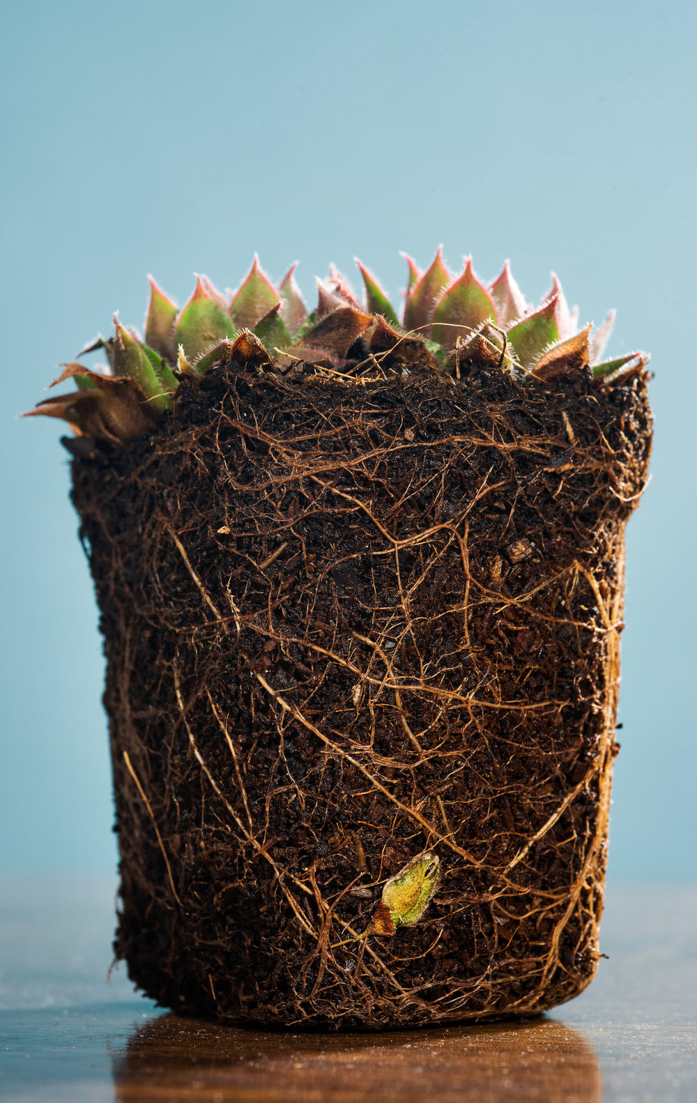 plant sits outside of its pot showing a weaving system of roots