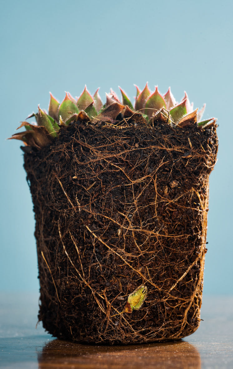 Plant Sits Outside Of Its Pot Showing A Weaving System Of Roots