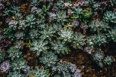 plant wall of succulents