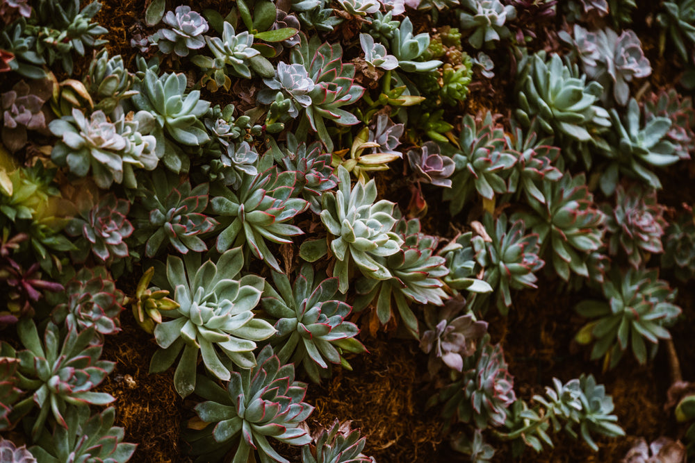 plant wall on angle