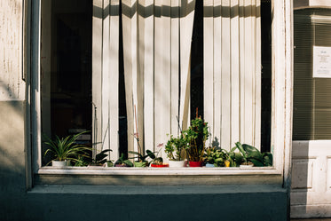 planted pots in a windowsill