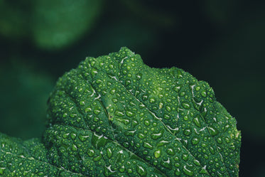 plants after rain