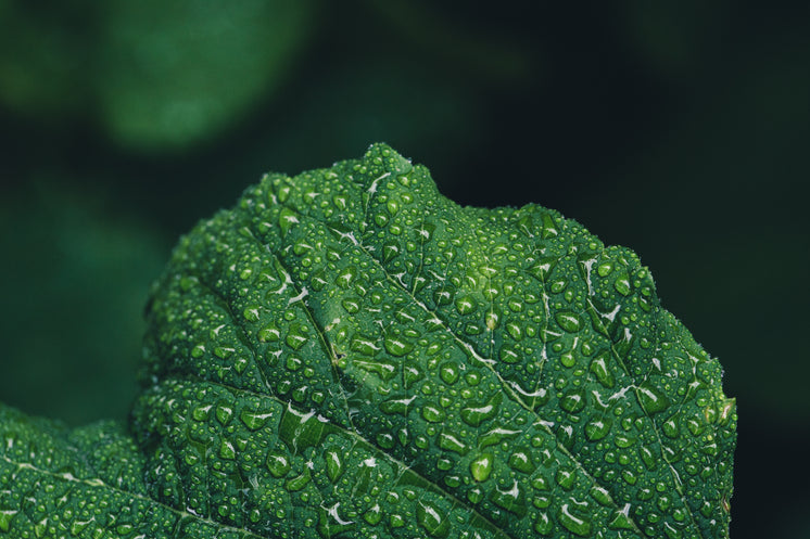 雨后的植物