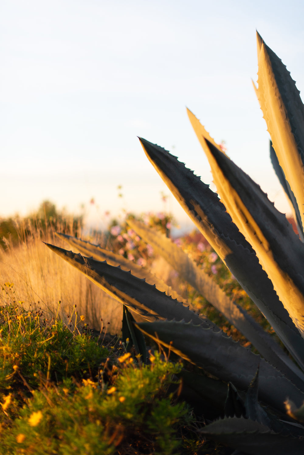 plants take in the sunlight in an open field