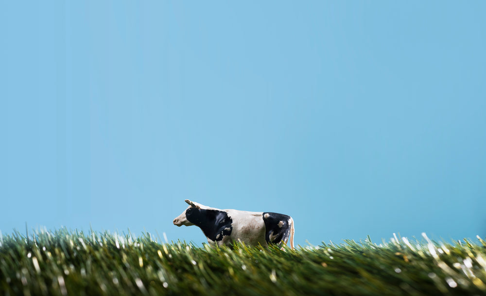 plastic toy cow walks through play field