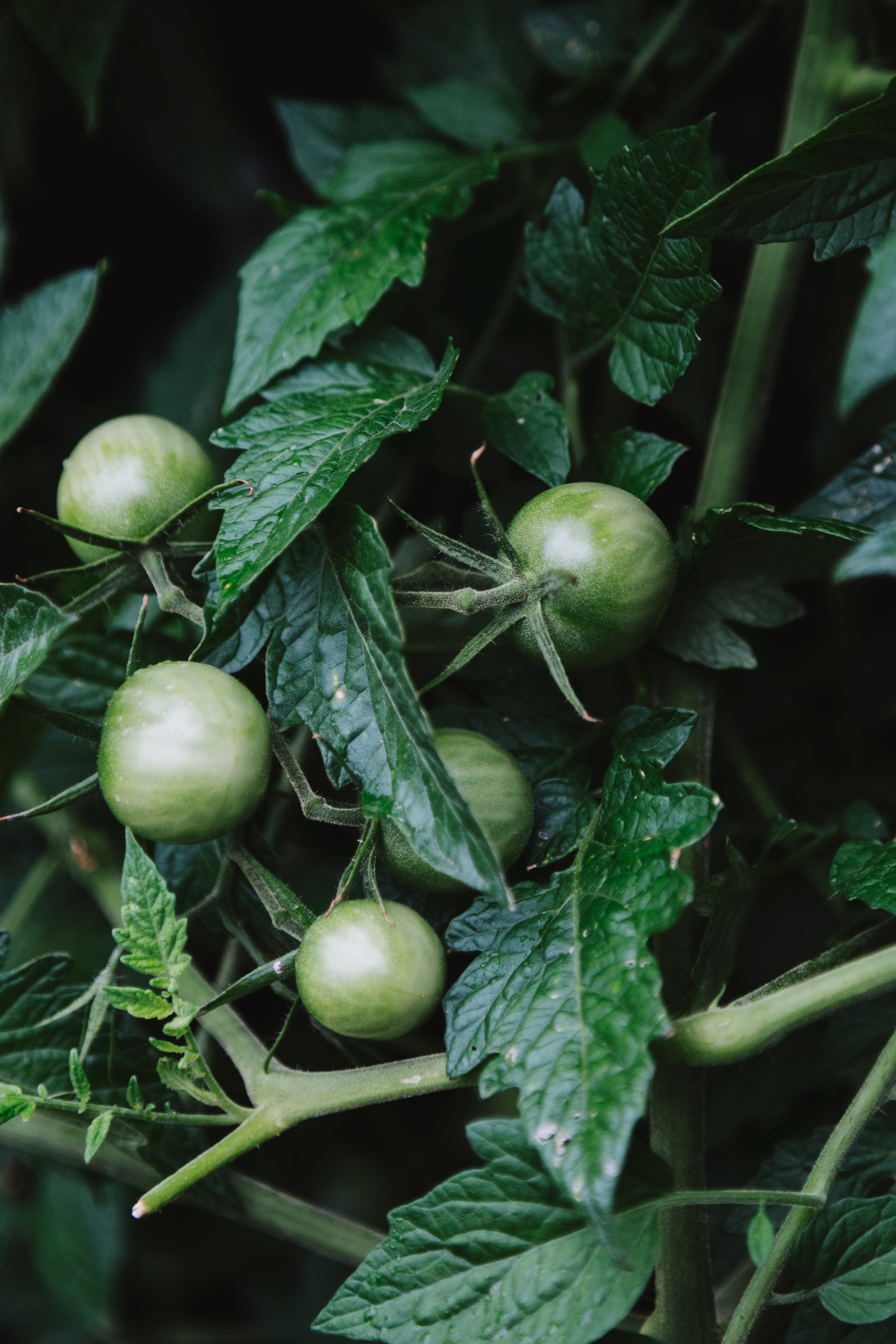 Plump Unripe Green Tomatoes On The Vine