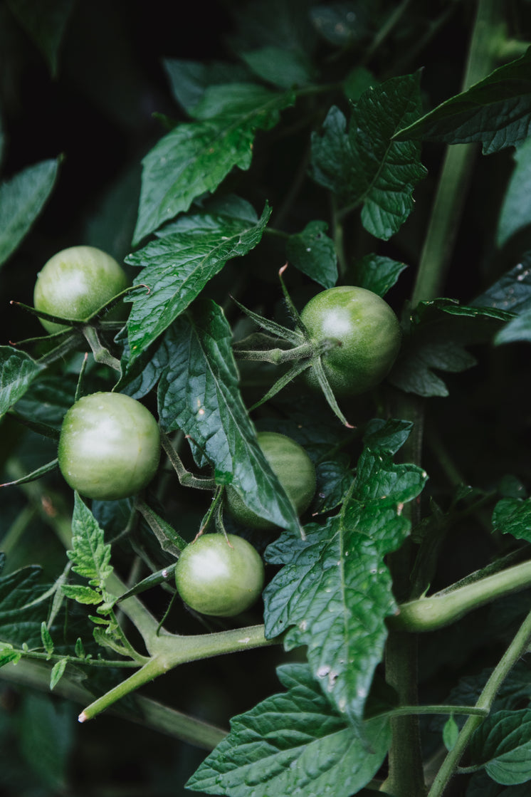 plump-unripe-green-tomatoes-on-the-vine.jpg?width=746&format=pjpg&exif=0&iptc=0
