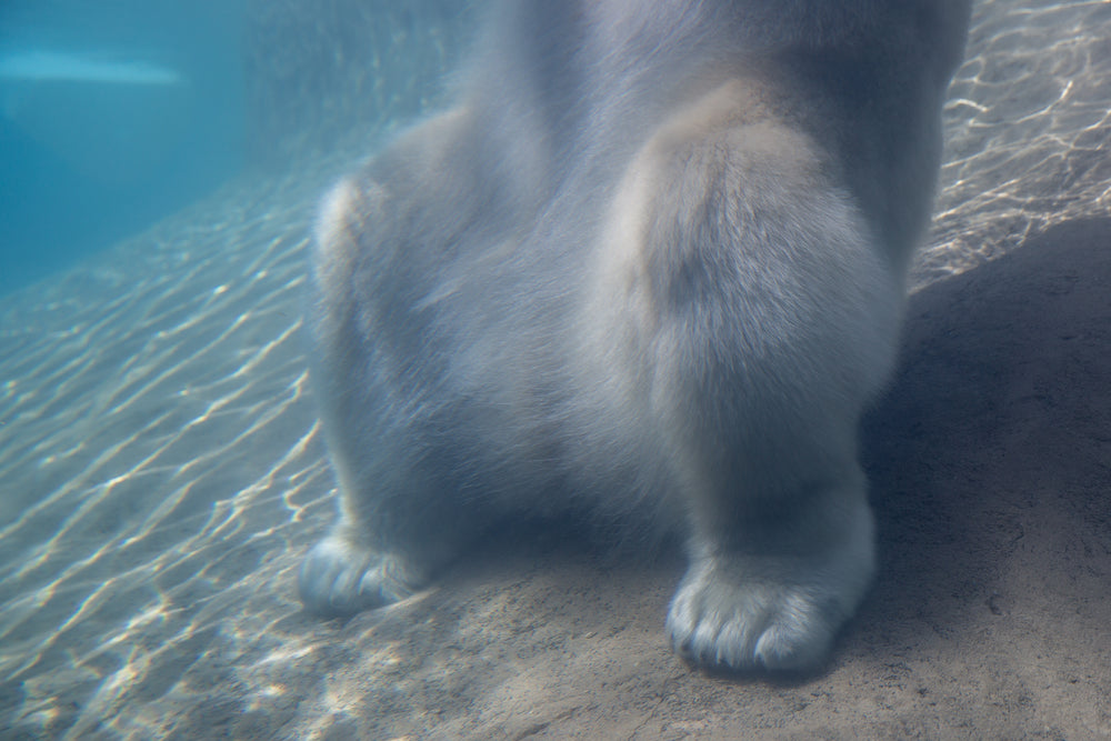 polar bear underwater