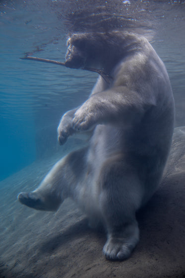 polar bear sitting under water with stick