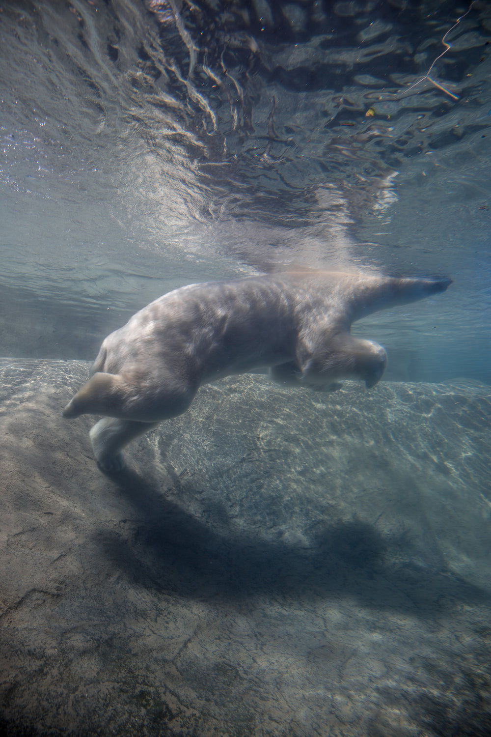 polar bear swimming