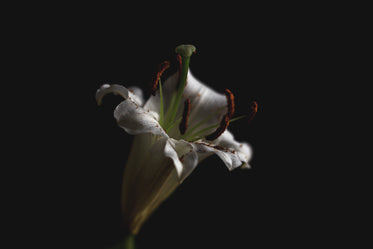 pollen-covered lily