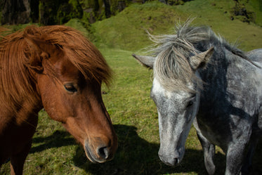 pony pals