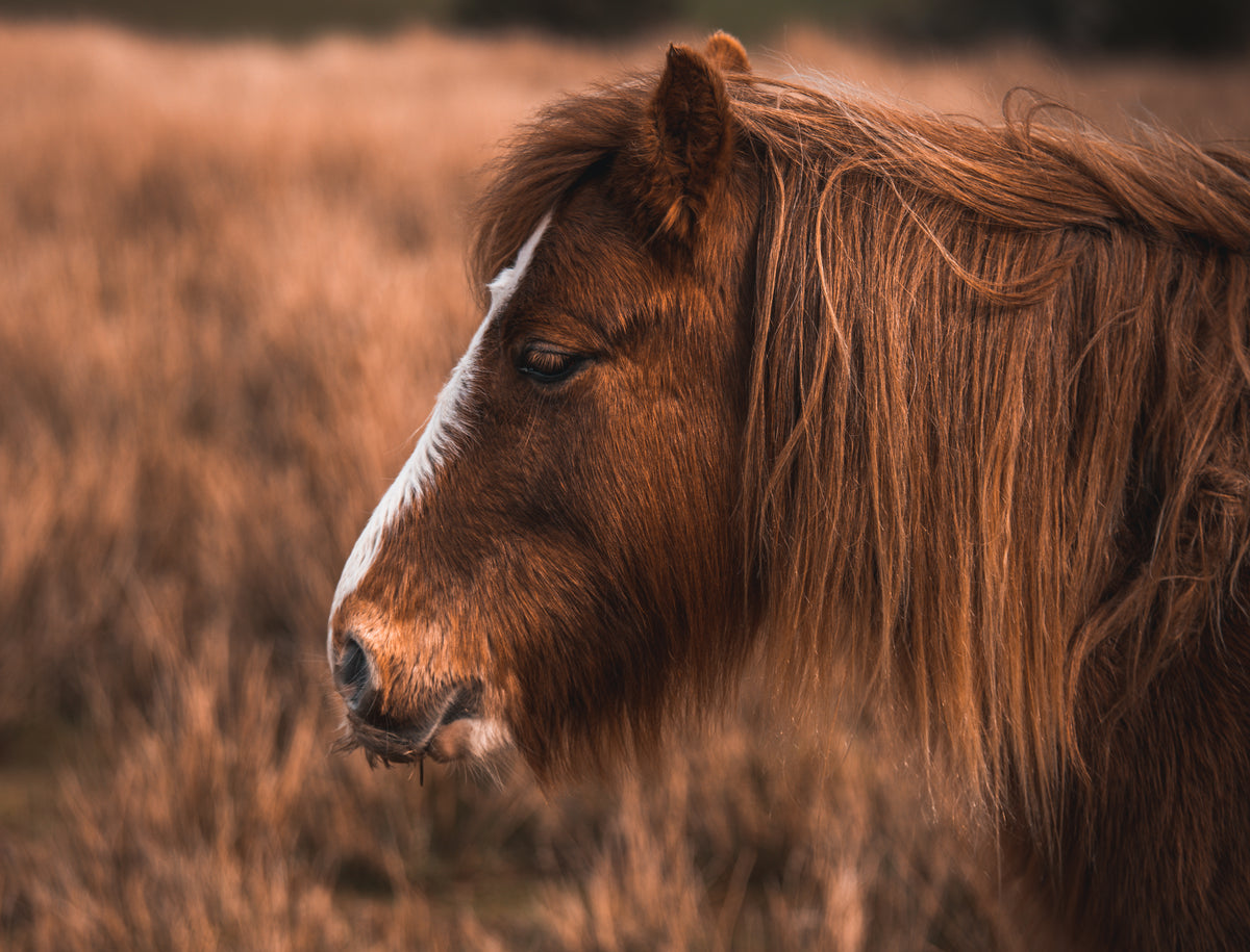 pony with an aurburn mane