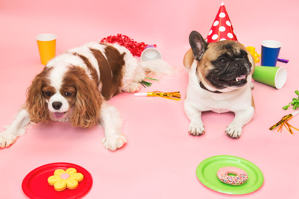 petiscos de festa para cachorros