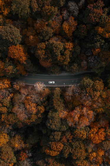 portrait aerial view car driving through forest