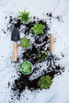 portrait image of plants and potting tools on a light background
