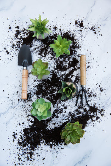 portrait image of plants and potting tools on a light background