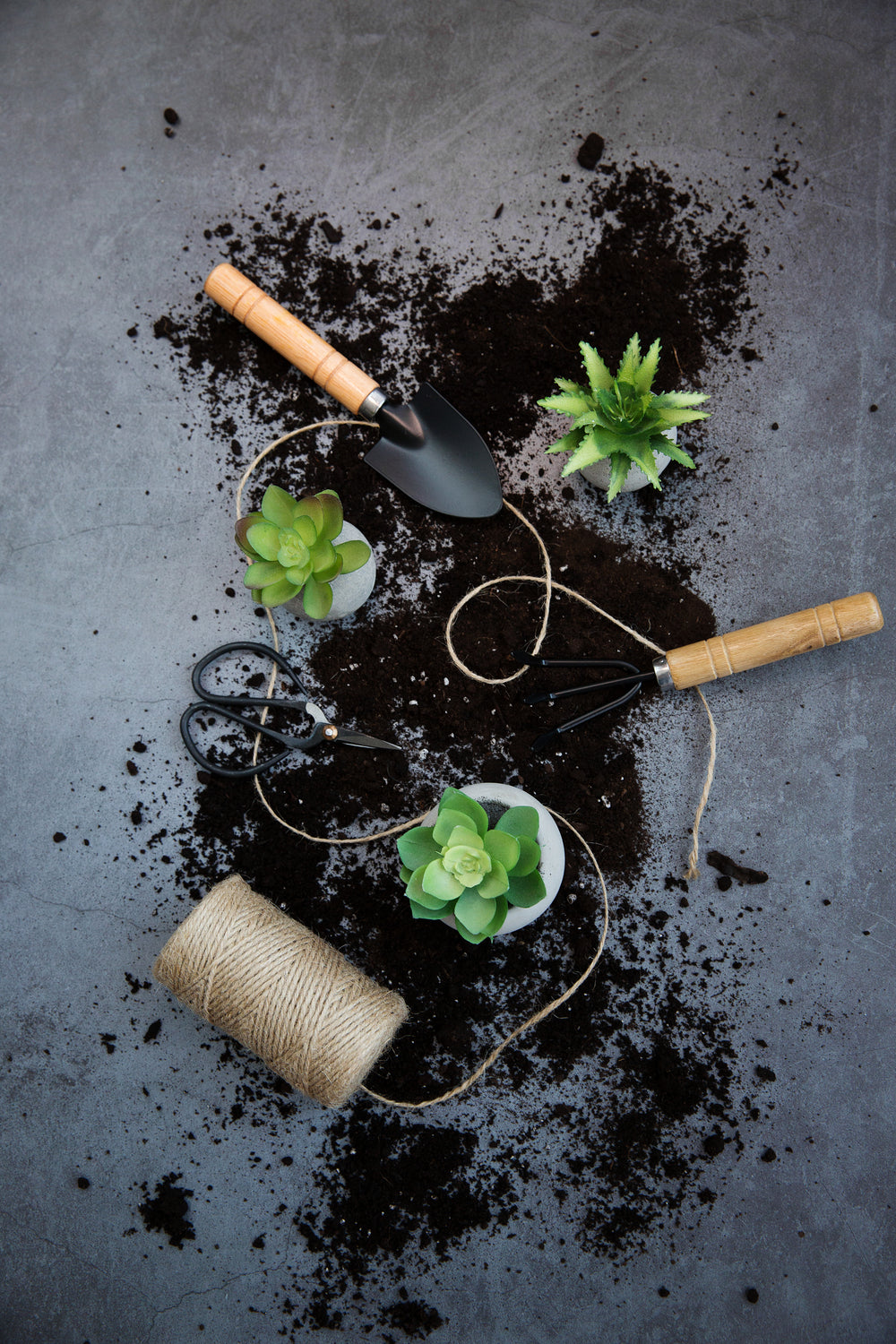 portrait image of succulents on dark background