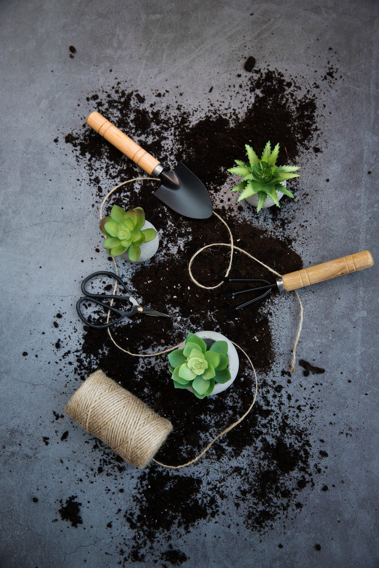 Portrait Image Of Succulents On Dark Background