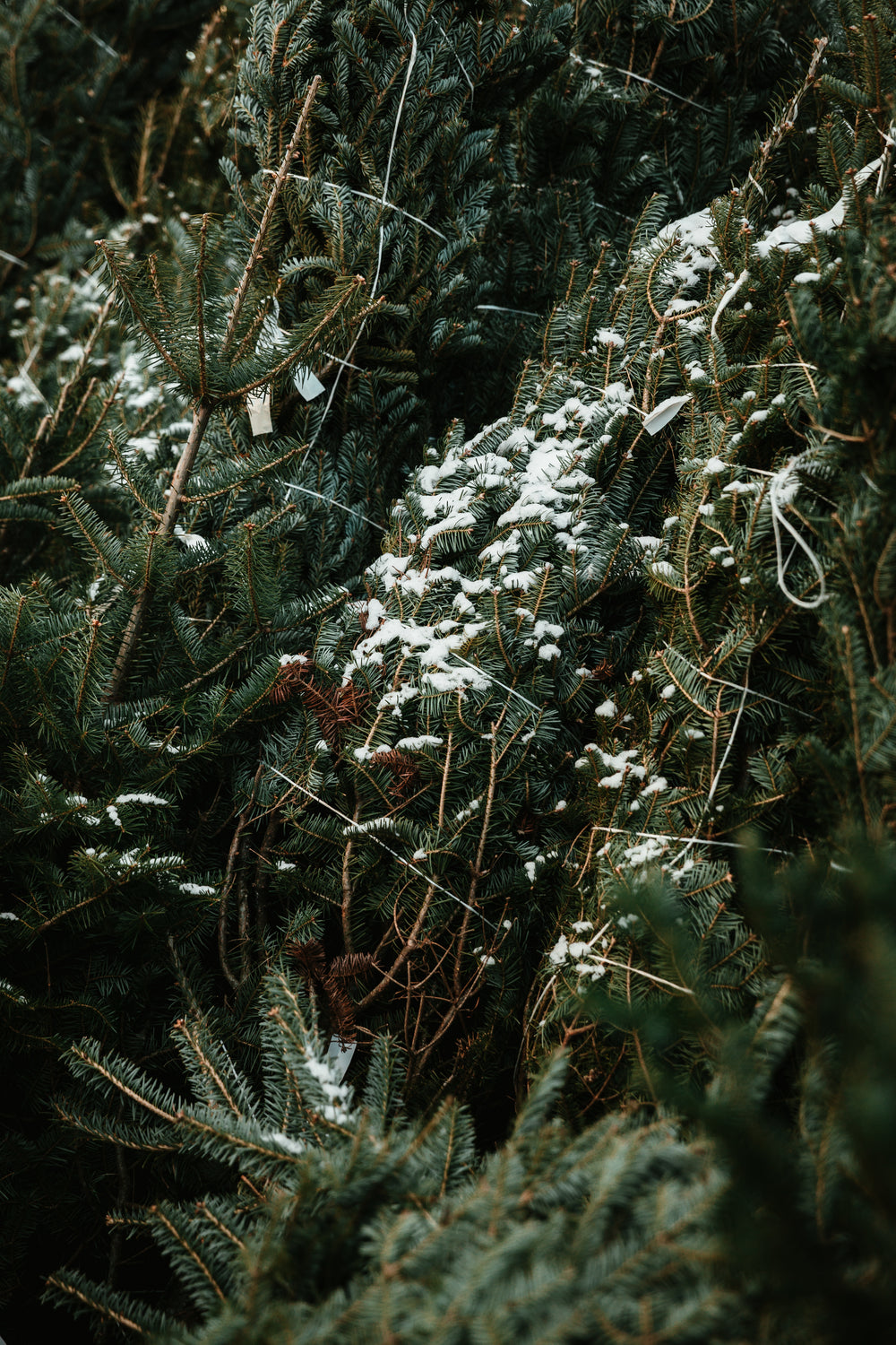 portrait images of snowy trees