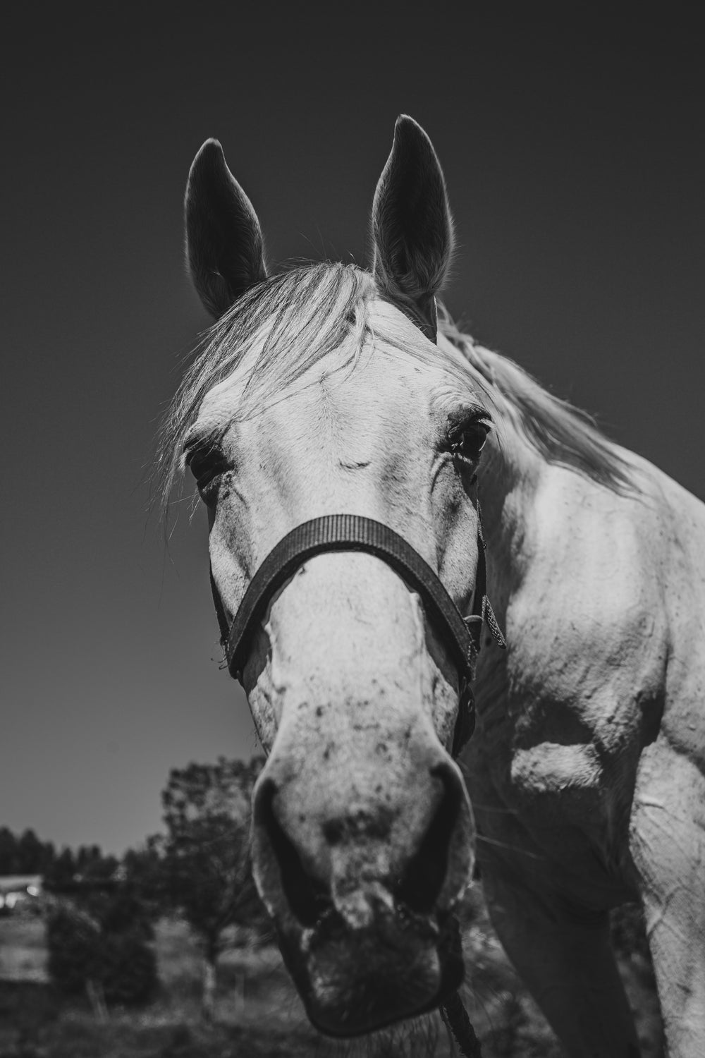 portrait of a black and white horse