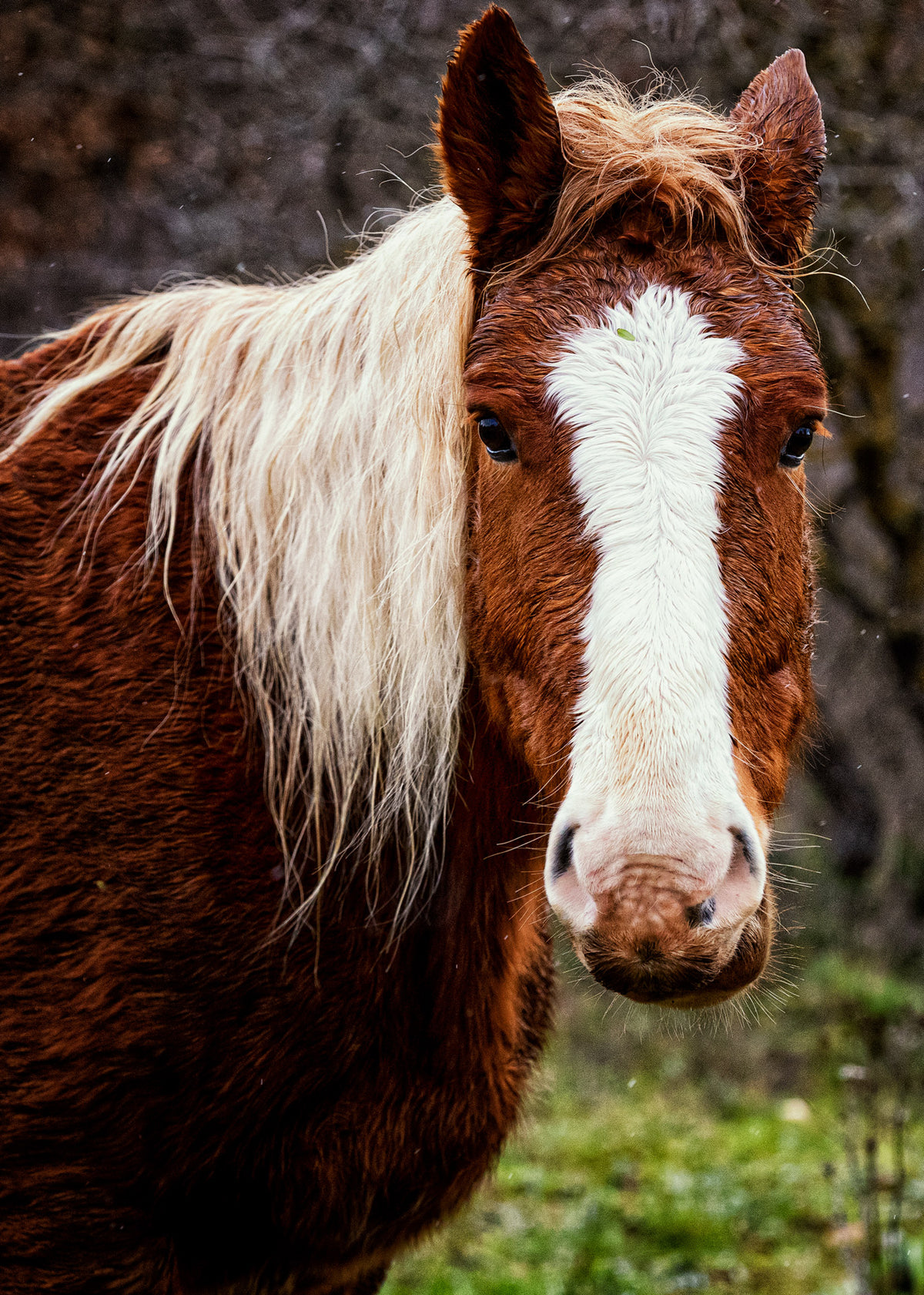 portrait of a brown and white horse