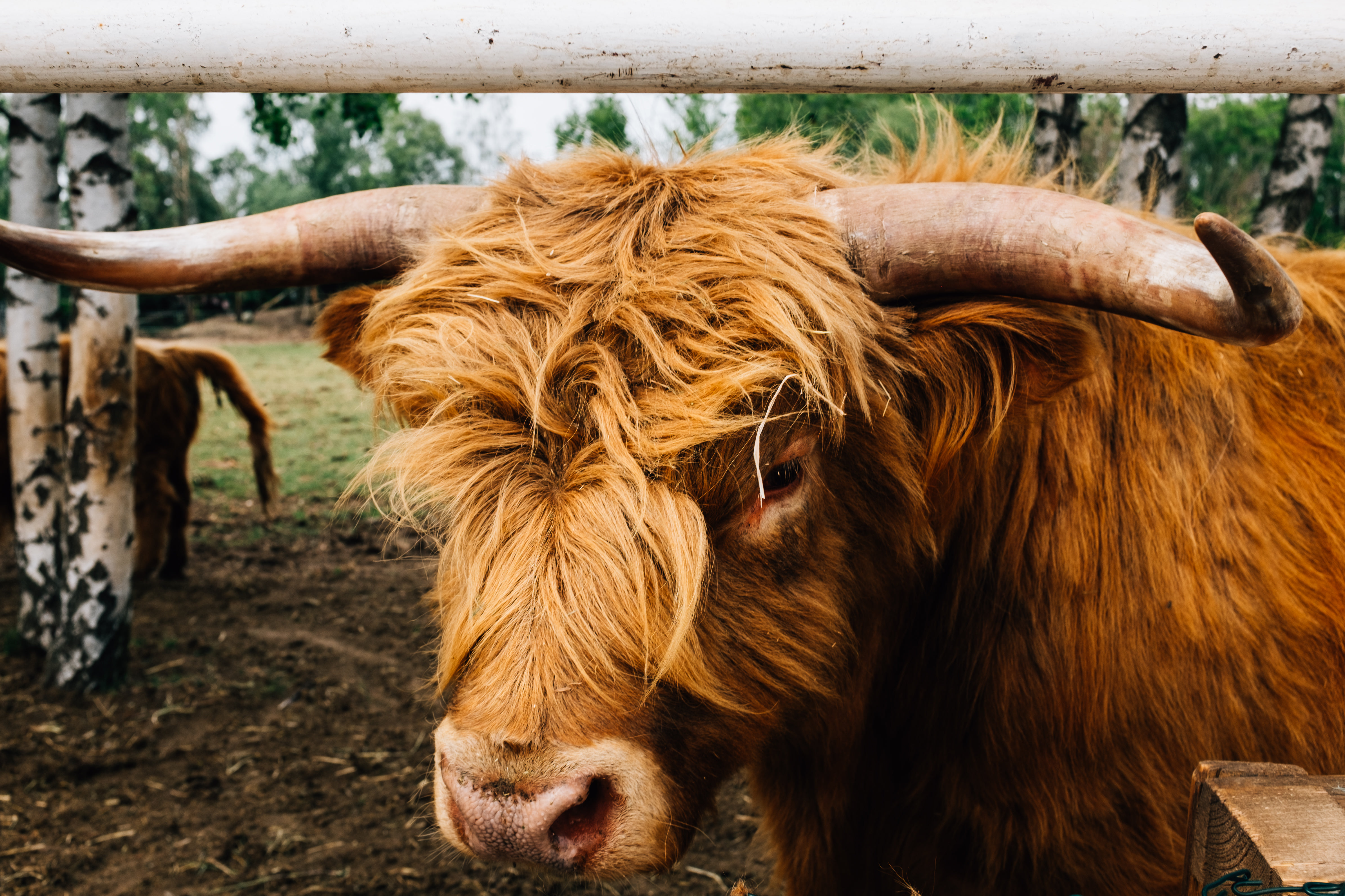 Browse Free HD Images Of Portrait Of A Brown Highland Cow   Portrait Of A Brown Highland Cow 