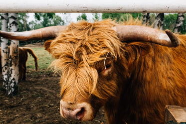 portrait of a brown highland cow