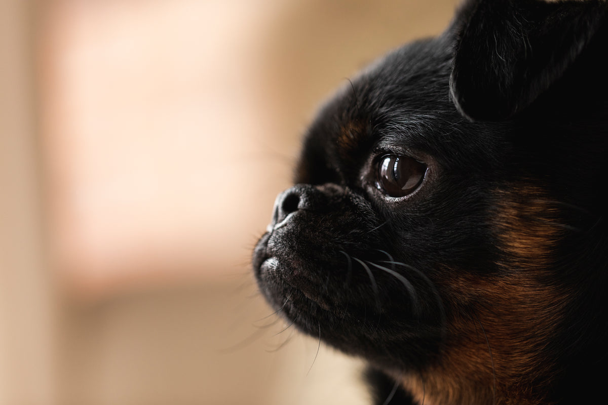 portrait of a brussels griffon dog