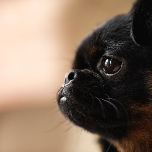 Portrait Of A Brussels Griffon Dog