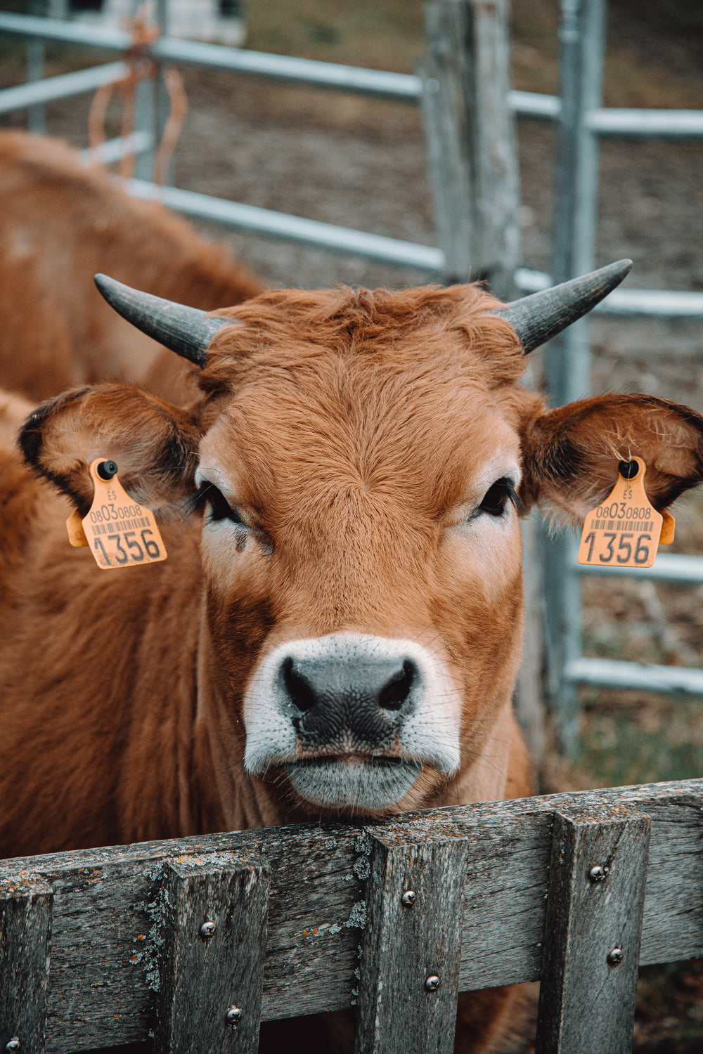 portrait of a calf