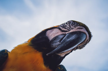 portrait of a parrot looking down at the camera