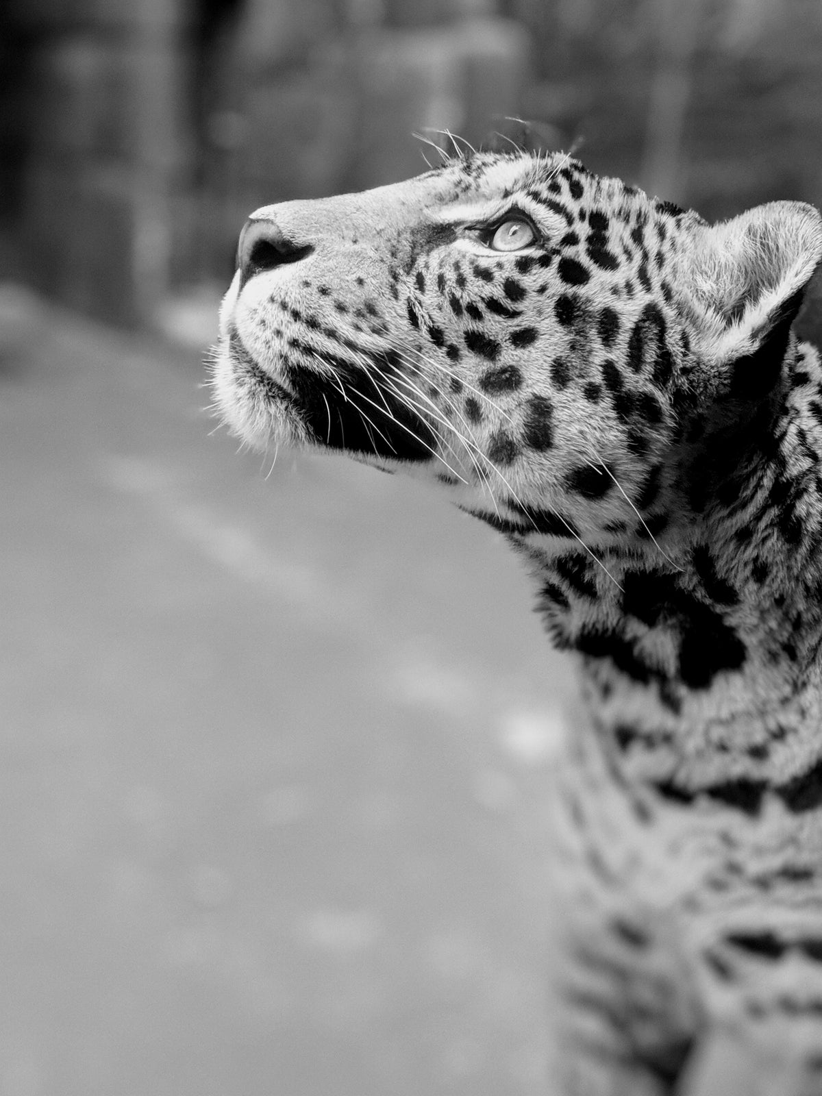 portrait of leopard looking upward