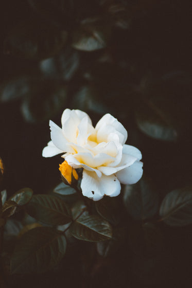 portrait of single white flower