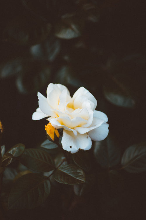 portrait of single white flower
