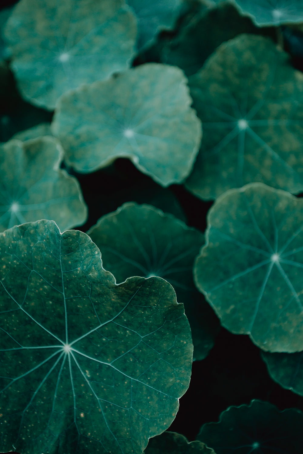 portrait of textured of large green leaves