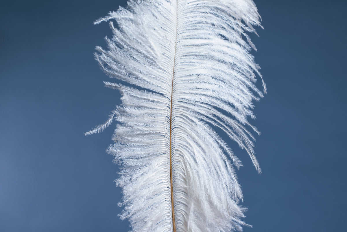 portrait of white feather on blue background