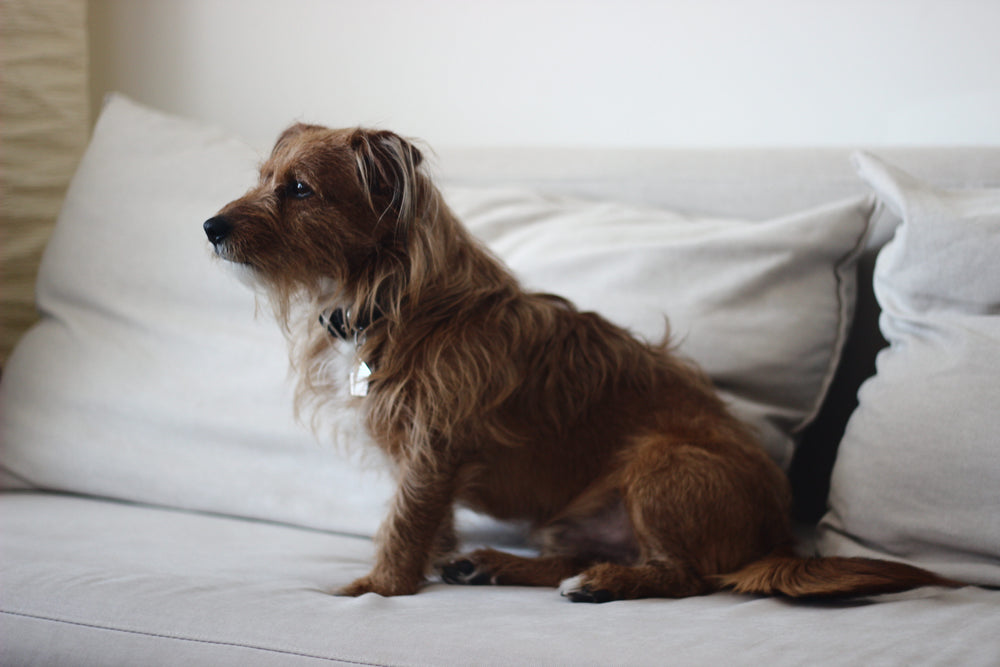 posing terrier