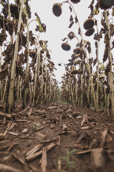 post apocolyptic sunflowers